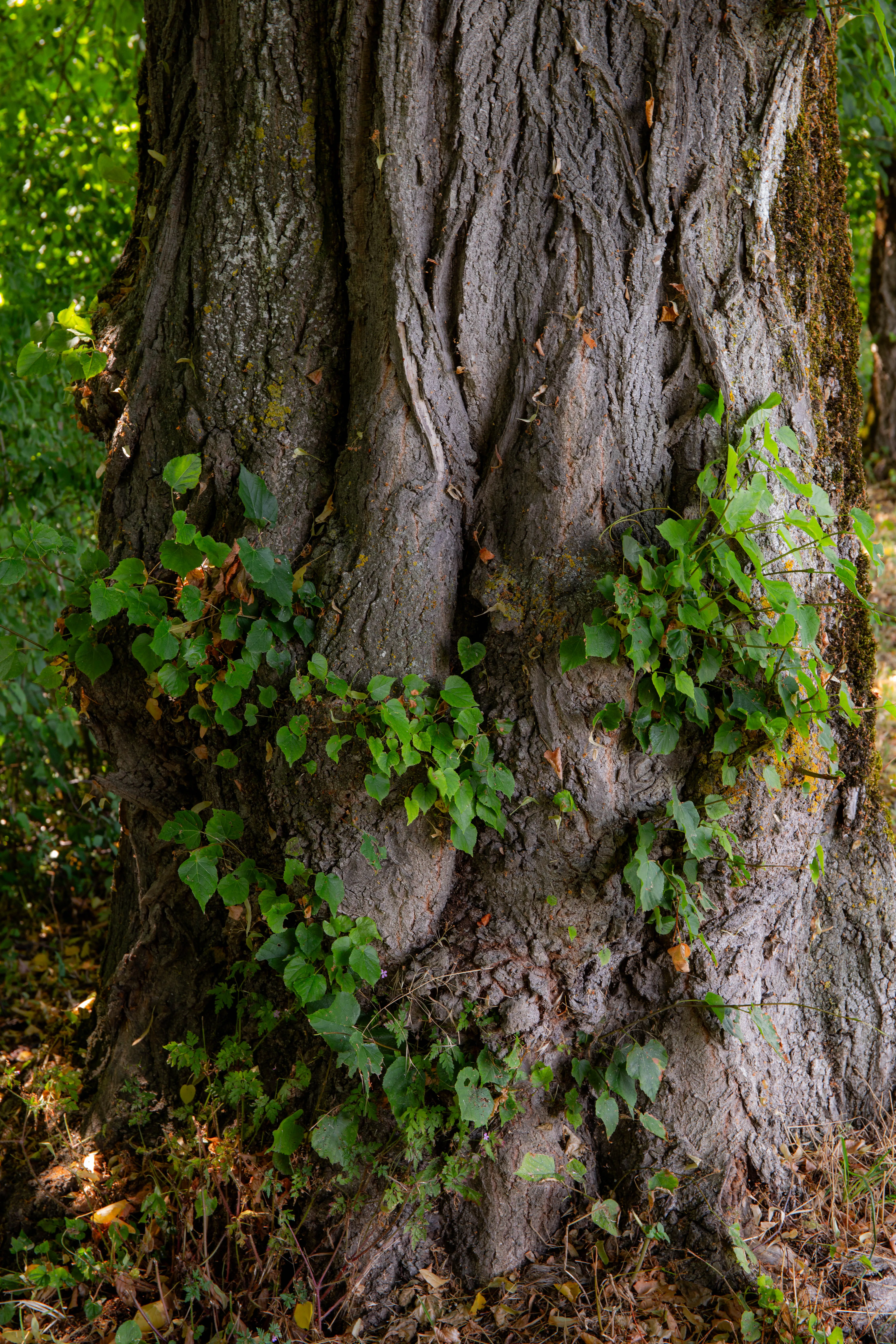 Nature
